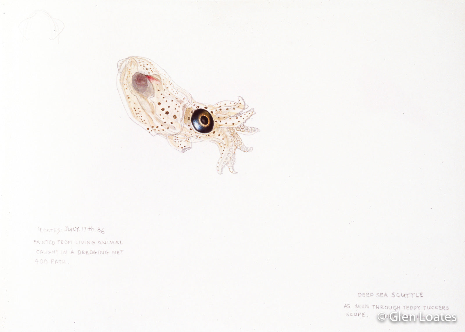 Deep Sea Scuttle by Glen Loates