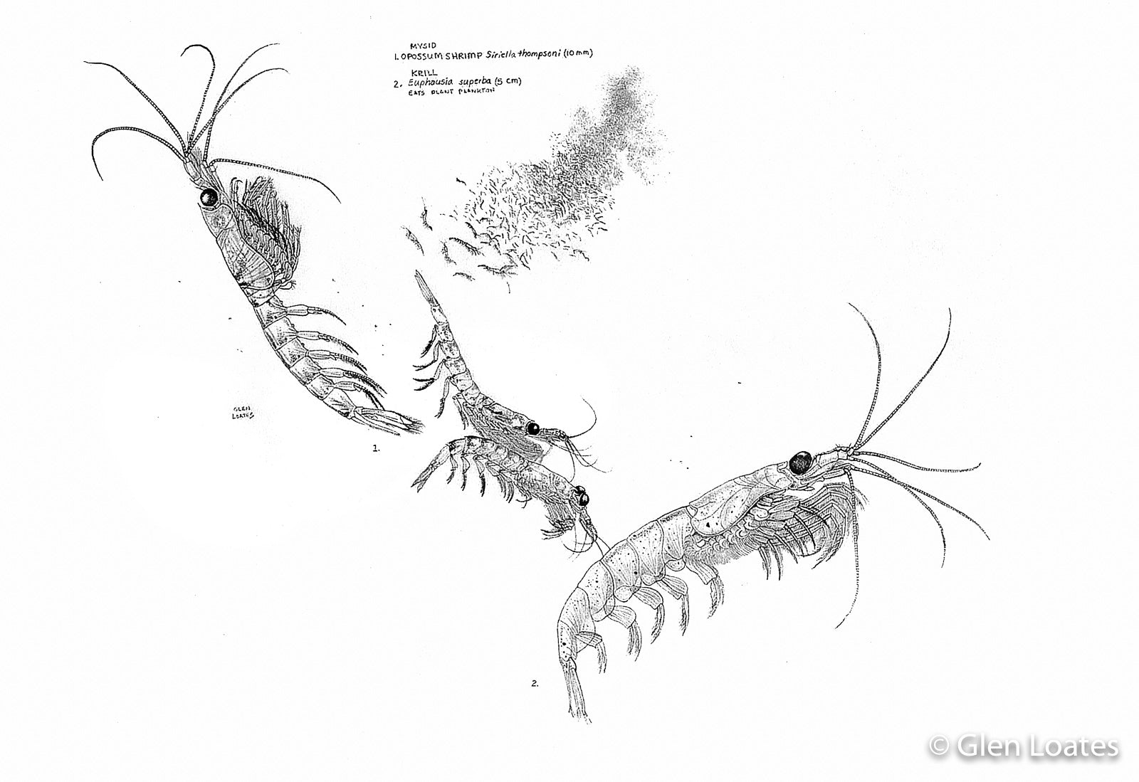 Krill by Glen Loates