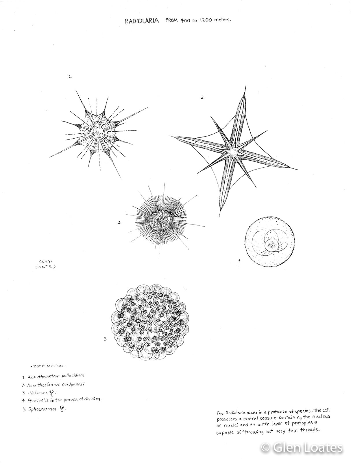 Radiolaria by Glen Loates