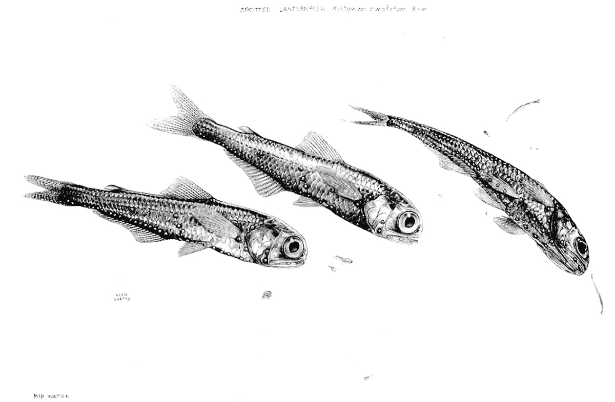 Spotted Lantern Fish by Glen Loates