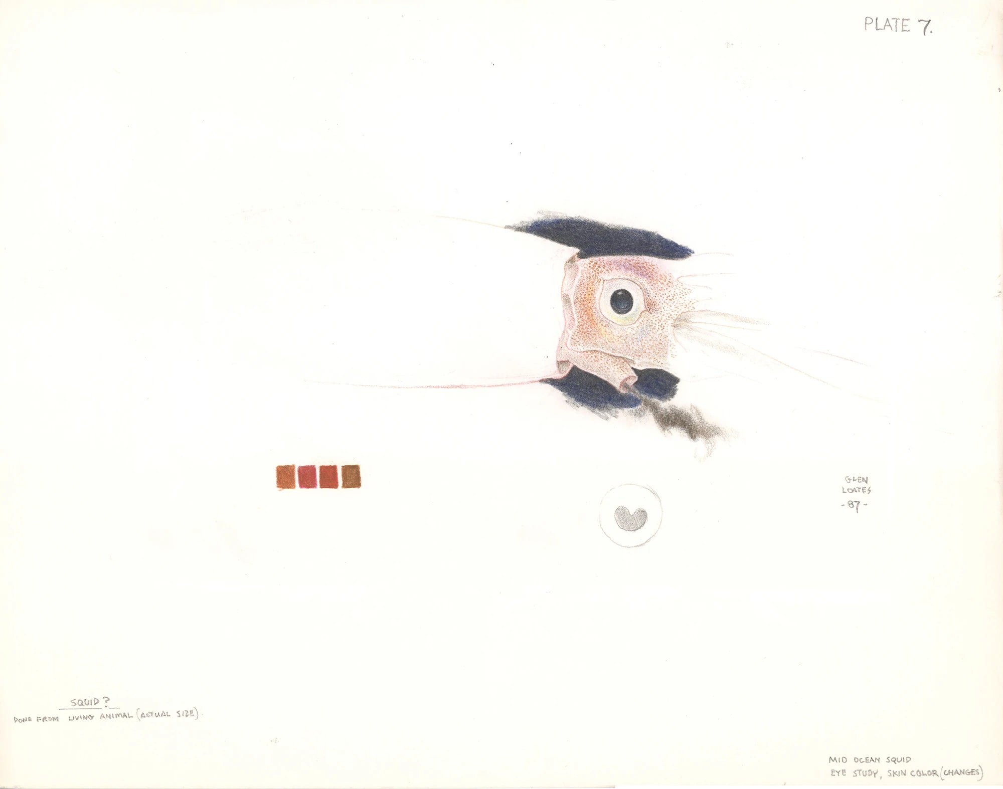 Squid Eye Study by Glen Loates