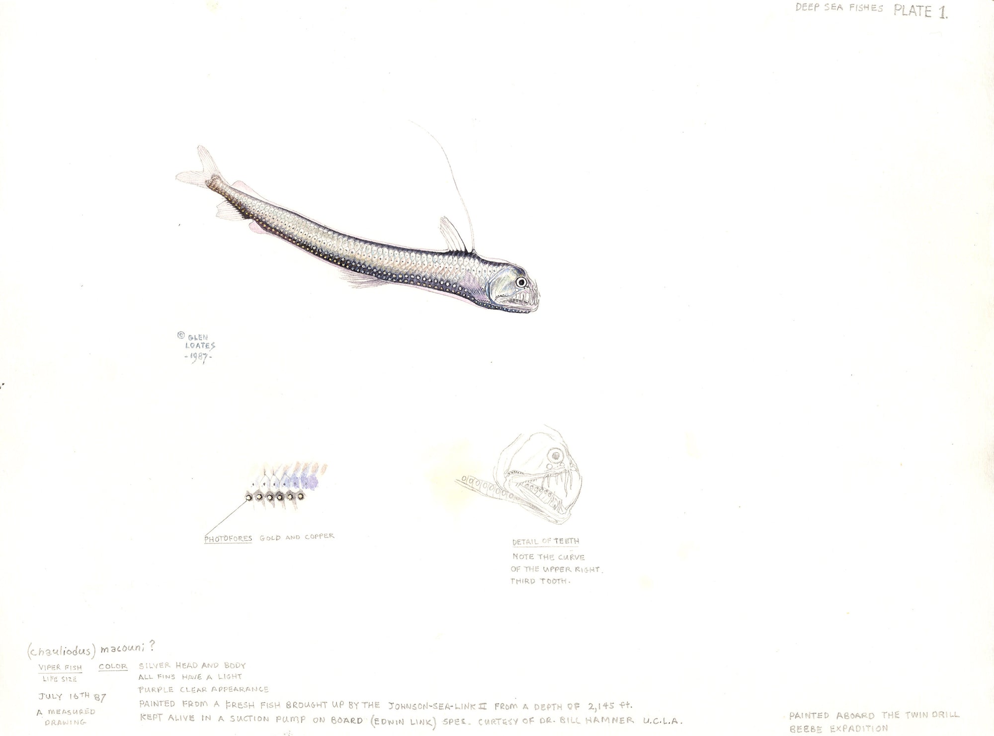 Viper Fish by Glen Loates