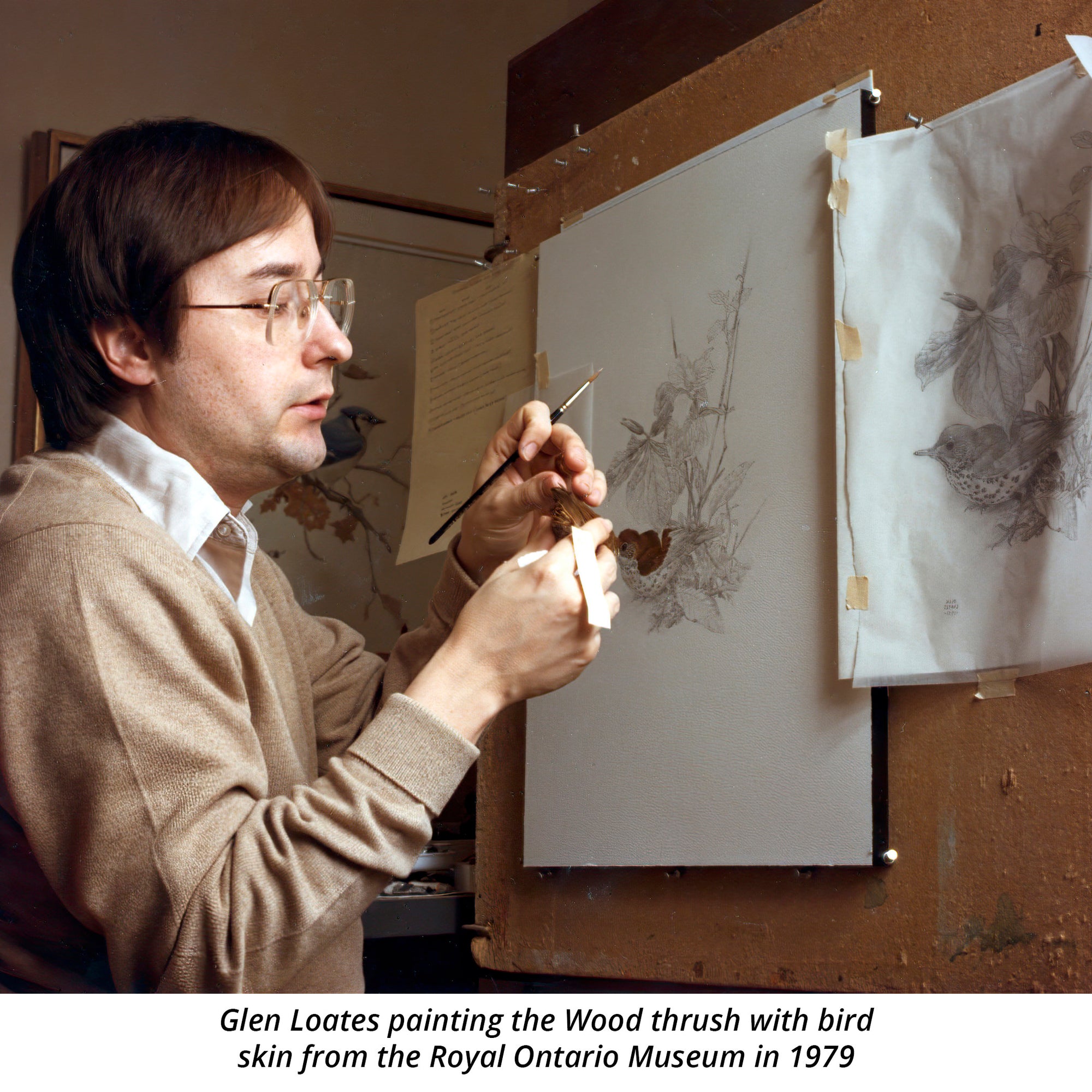 Glen Loates painting the Wood thrush with bird skins from the Royal Ontario Museum (ROM) in 1979