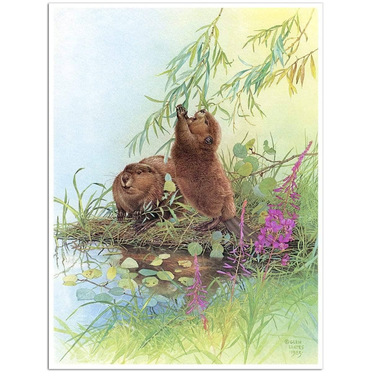 Beavers - Art Print | Artwork by Glen Loates