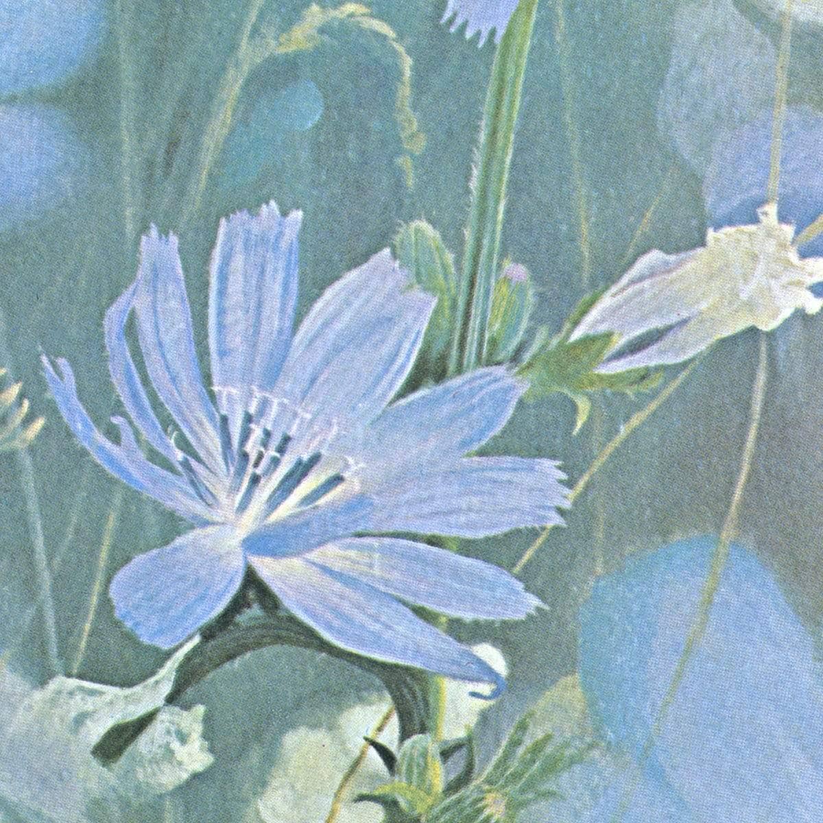 Chicories - Art Print | Artwork by Glen Loates