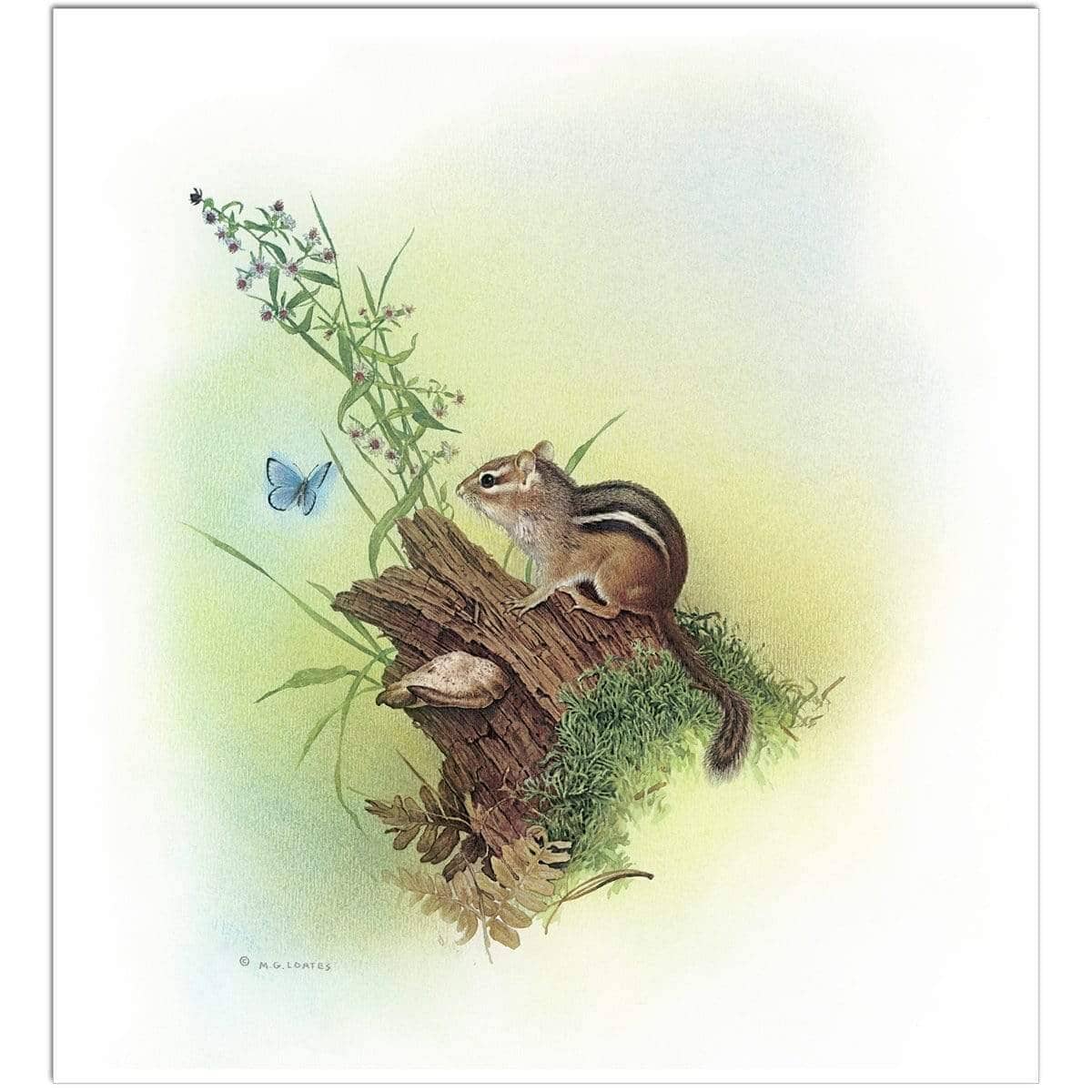 Chipmunk and Woodland Blue Butterfly Enhanced - Art Print | Artwork by Glen Loates