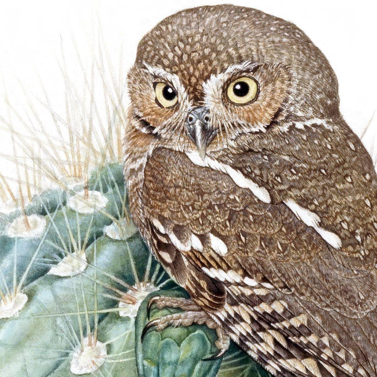 Elf Owl - Art Print | Artwork by Glen Loates
