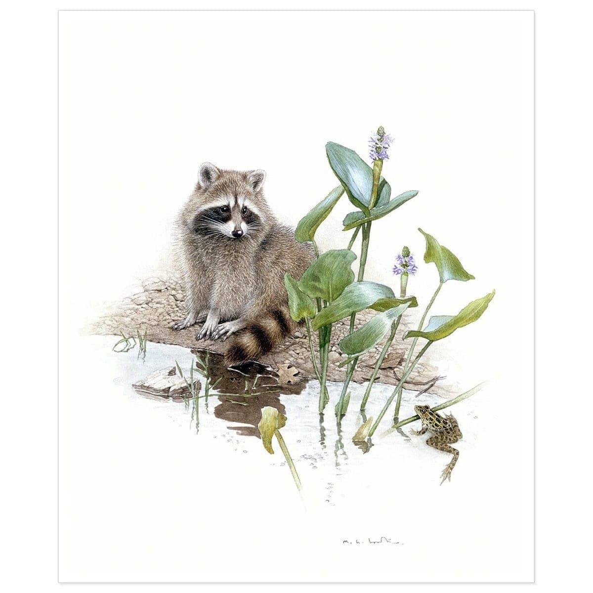 Raccoon Baby - Art Print | Artwork by Glen Loates