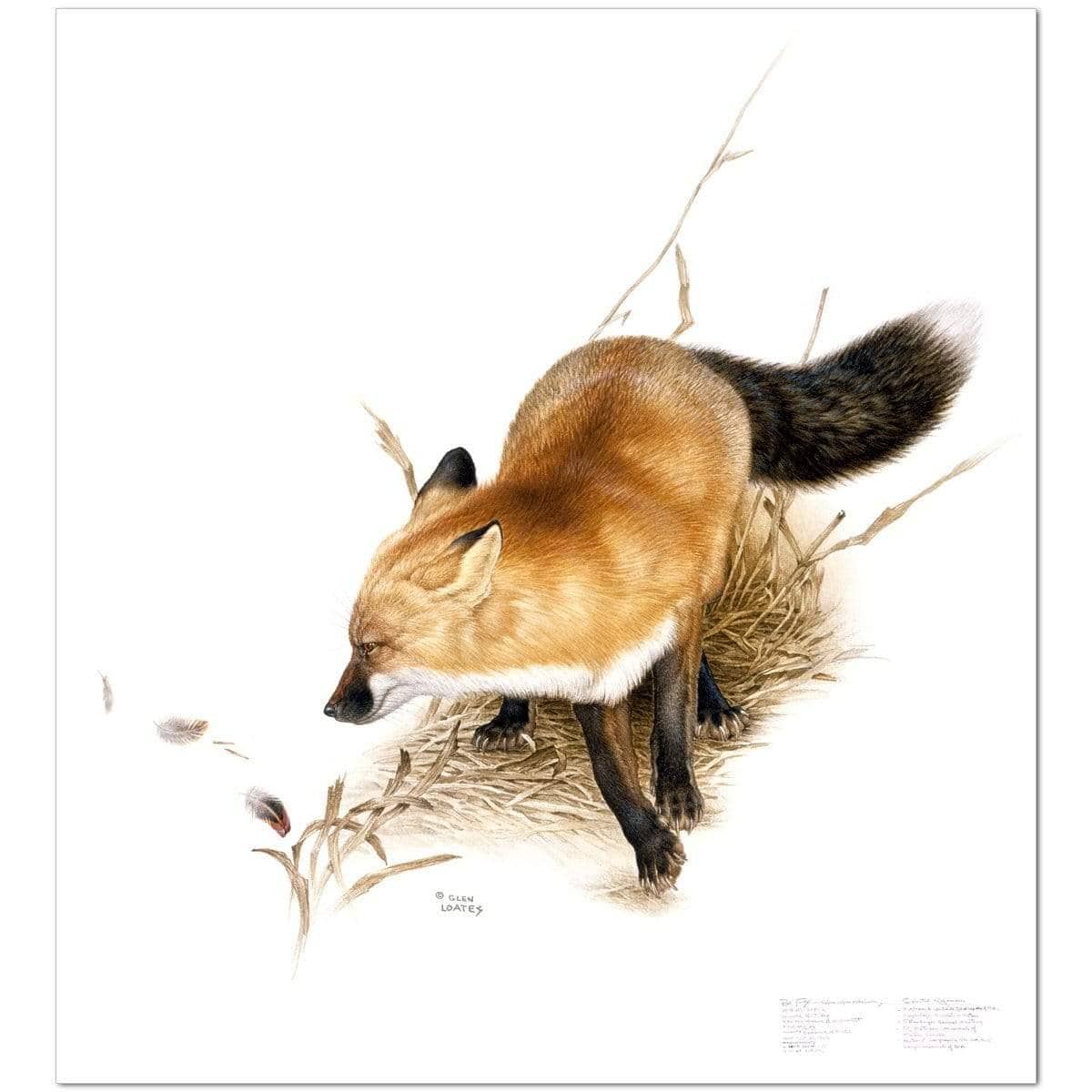 Red Fox - Art Print | Artwork by Glen Loates