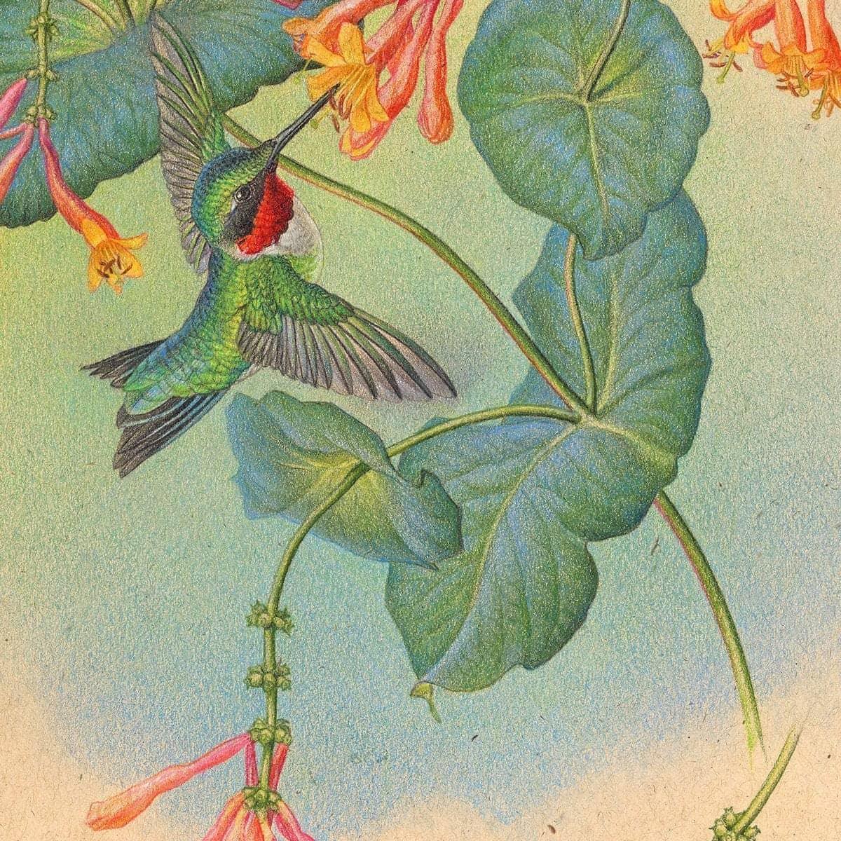 Ruby-throated Hummingbirds with Trumpet Flower - Art Print | Artwork by Glen Loates