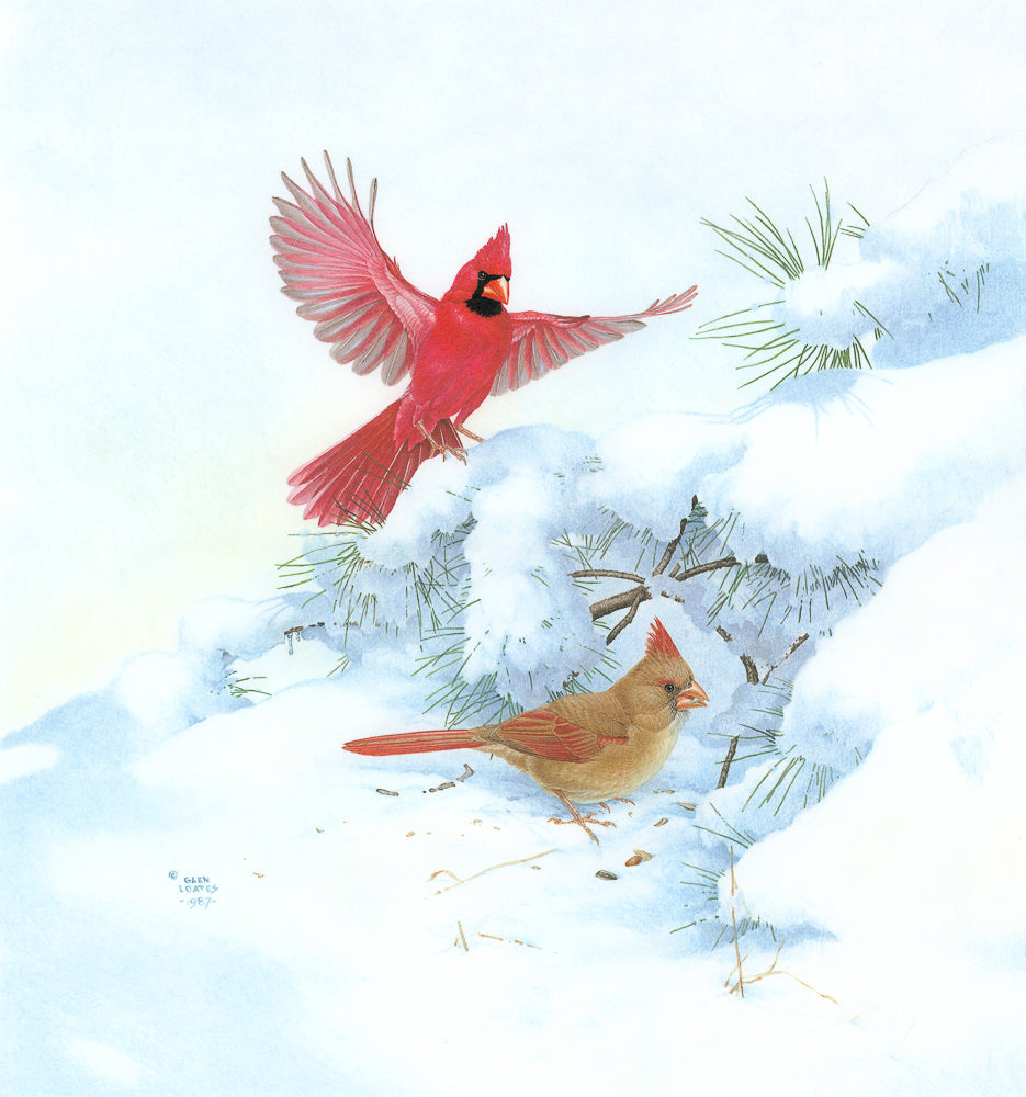 Cardinals in Snow by Glen Loates