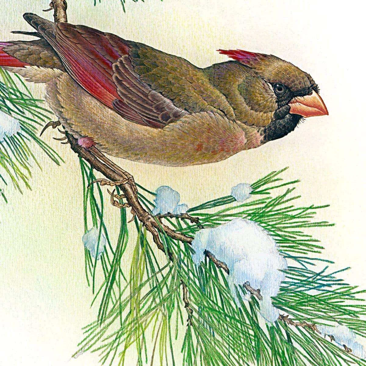 Cardinals - Framed Print | Artwork by Glen Loates