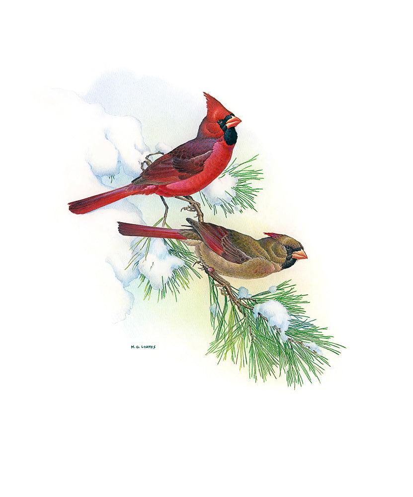 Cardinals - Framed Print | Artwork by Glen Loates