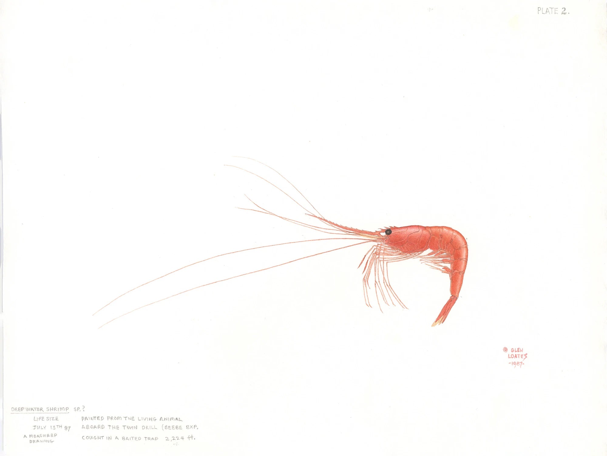 Deep water Shrimp by Glen Loates