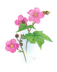 Flowering Raspberry, the original by Glen Loates