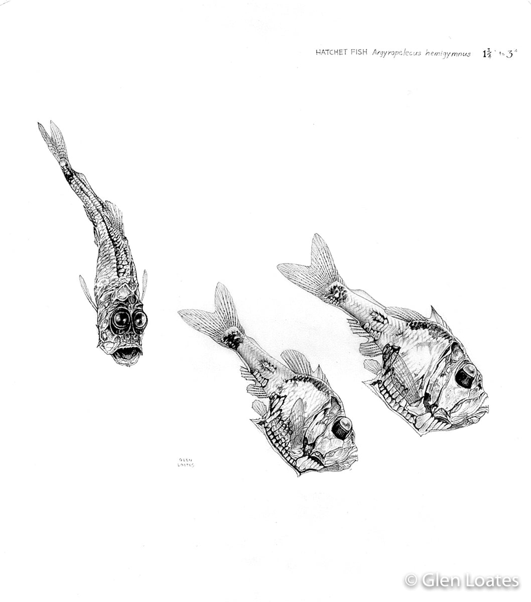 Hatchet Fish by Glen Loates