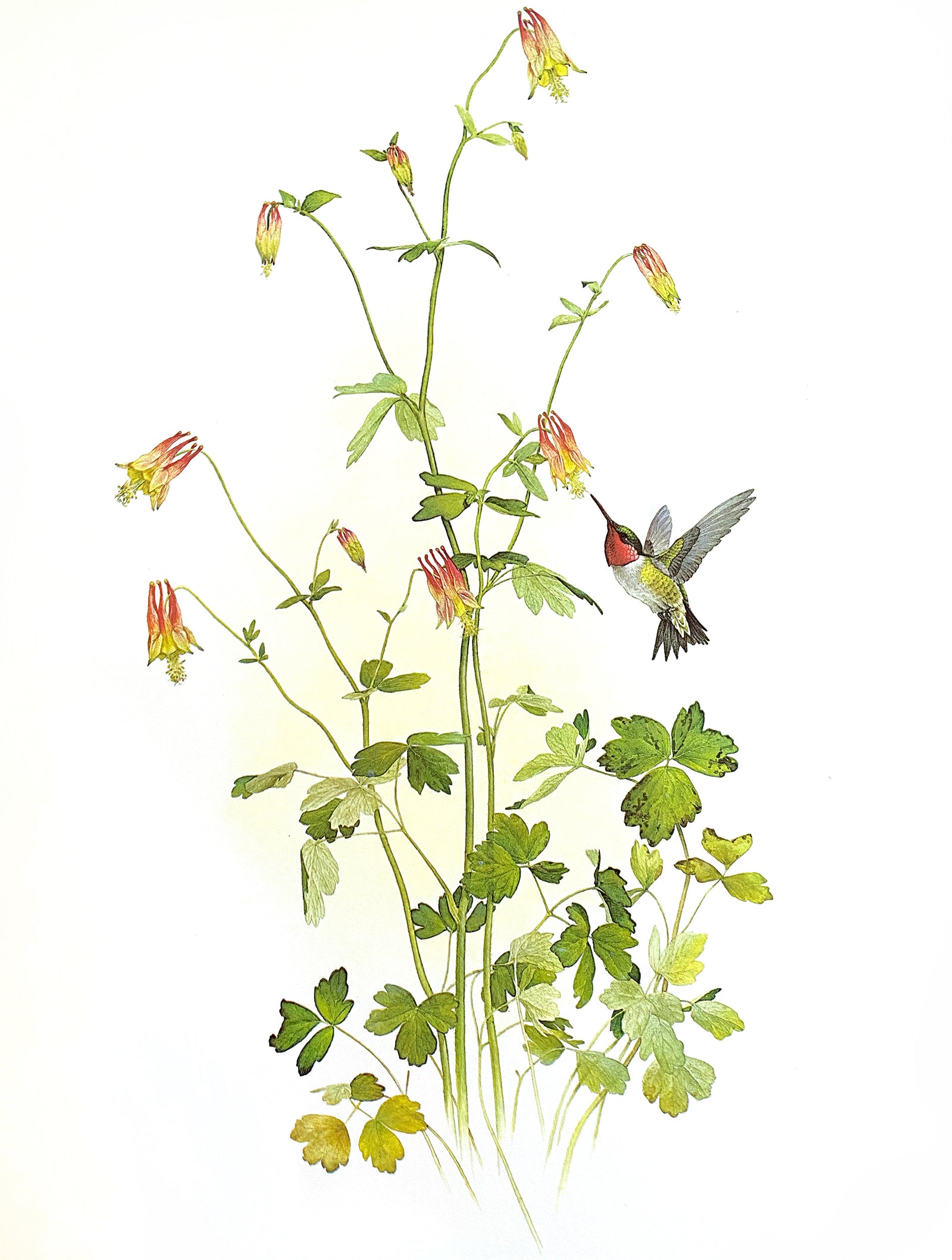 glen loates artworks