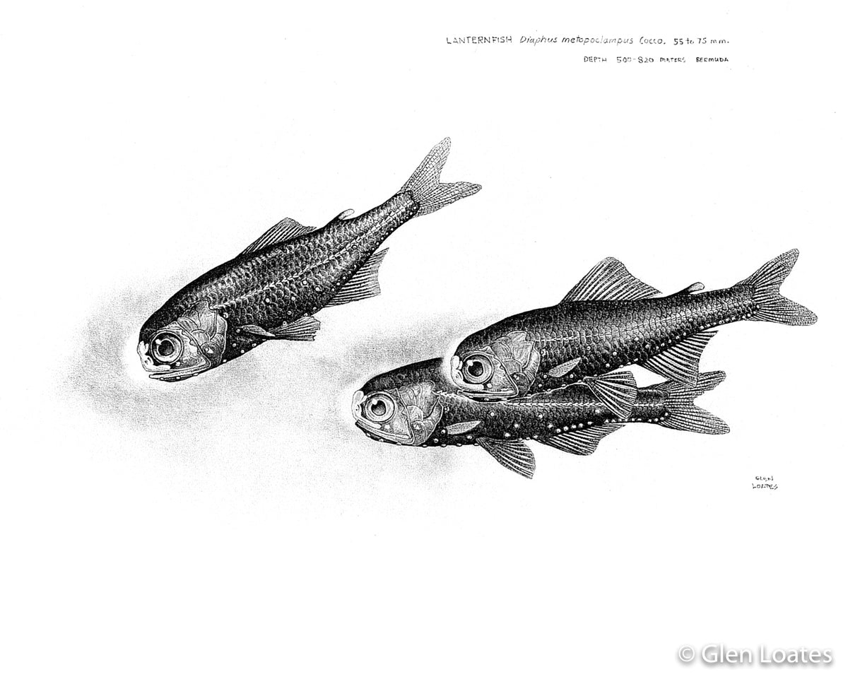 Lanternfish by Glen Loates