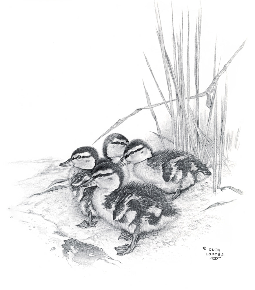 Mallard Ducklings