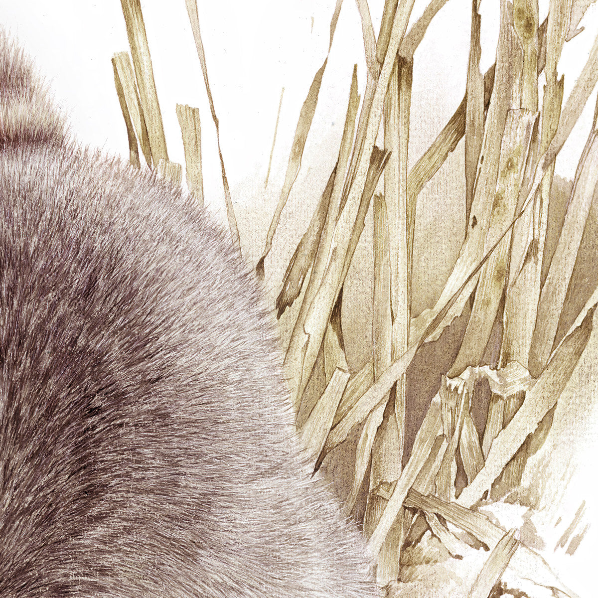 Raccoon Adult