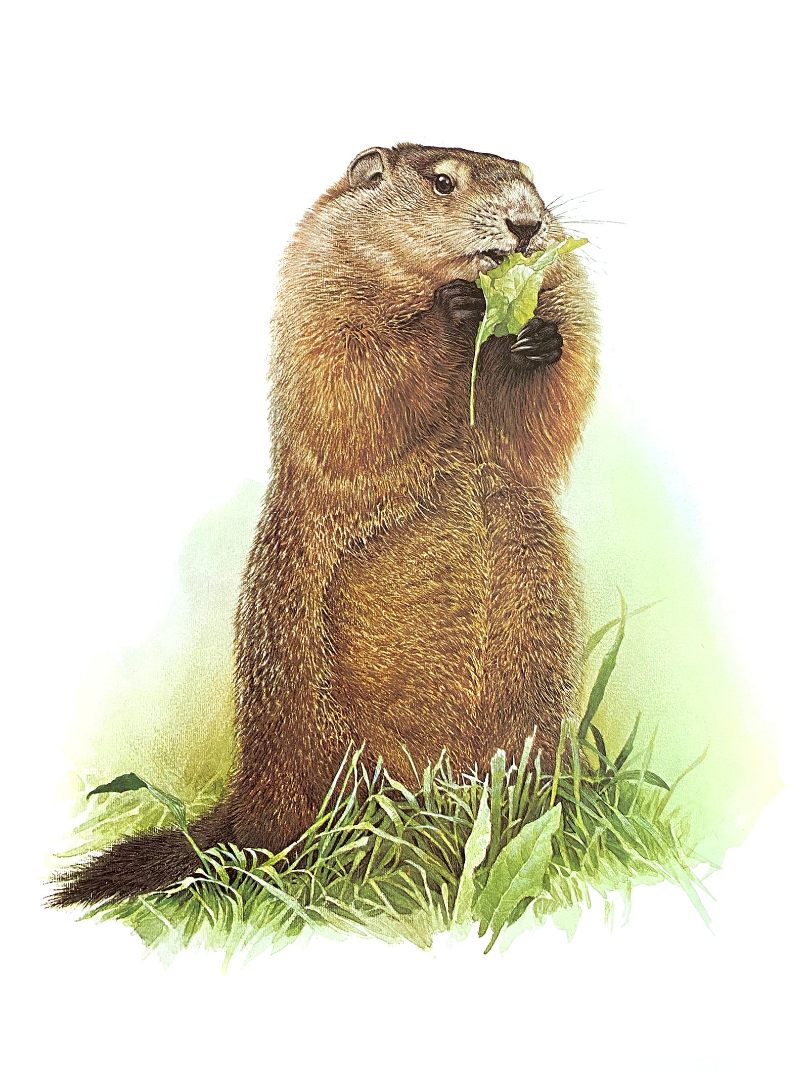 glen loates artworks