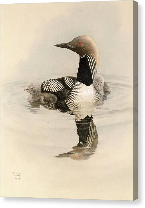 Arctic Loon with Young - Canvas Print