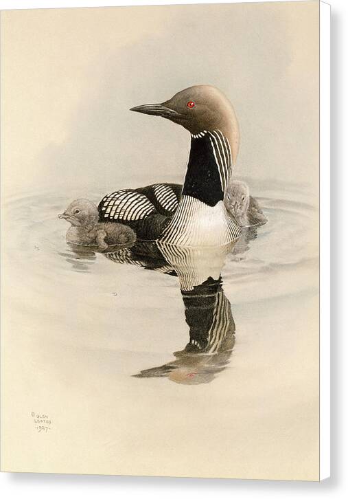 Arctic Loon with Young - Canvas Print