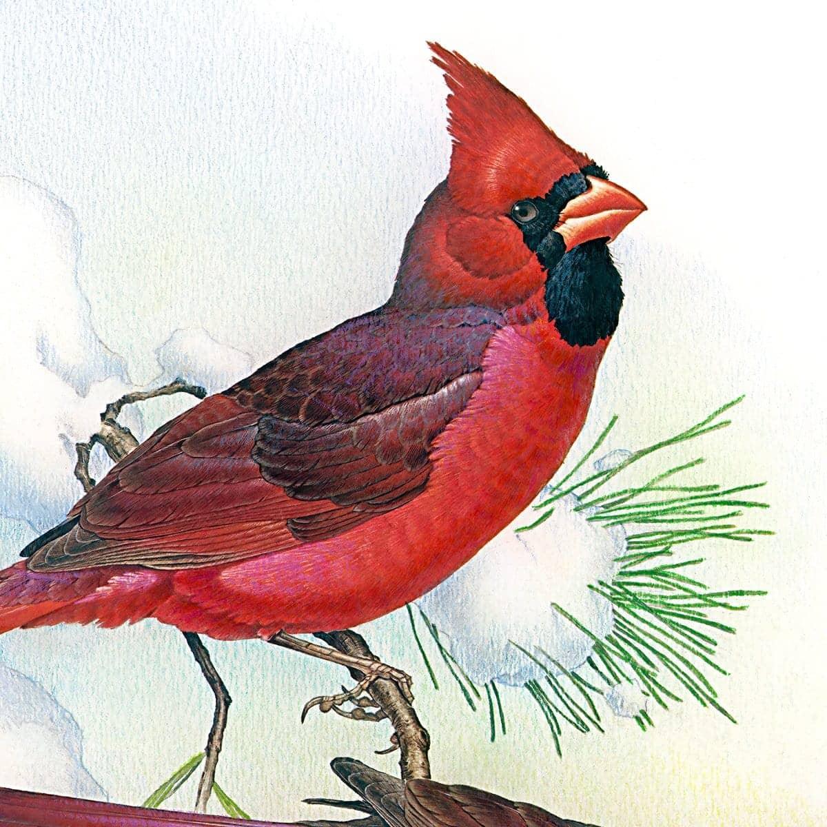 Cardinals - Framed Print | Artwork by Glen Loates
