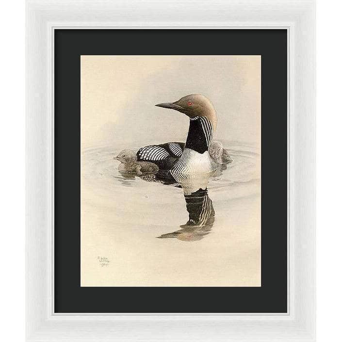 Arctic Loon With Young - Framed Print | Artwork by Glen Loates
