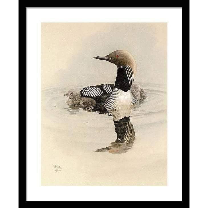 Arctic Loon With Young - Framed Print | Artwork by Glen Loates