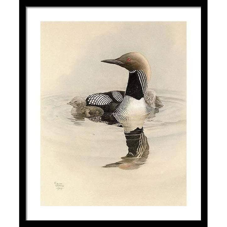 Arctic Loon With Young - Framed Print | Artwork by Glen Loates
