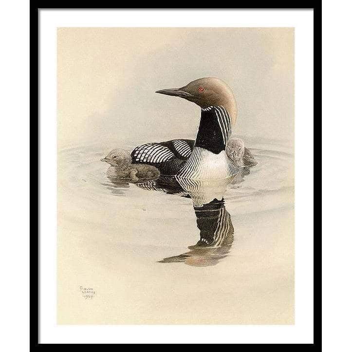 Arctic Loon With Young - Framed Print | Artwork by Glen Loates
