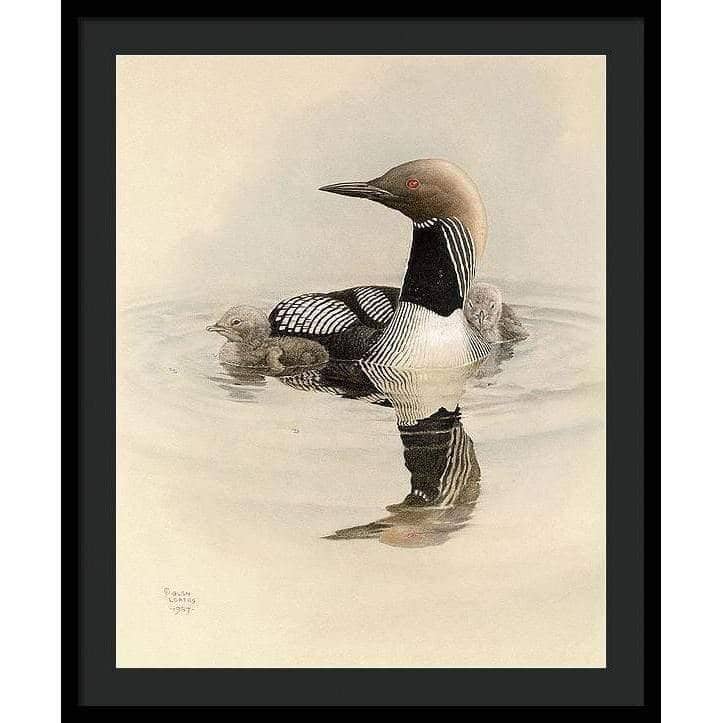 Arctic Loon With Young - Framed Print | Artwork by Glen Loates