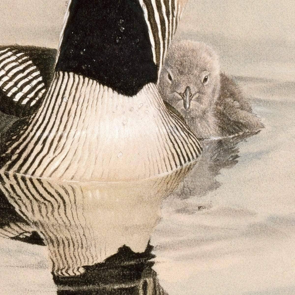 Arctic Loon With Young - Framed Print | Artwork by Glen Loates