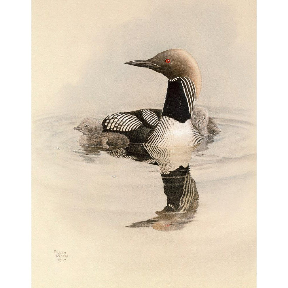 Arctic Loon With Young - Framed Print | Artwork by Glen Loates