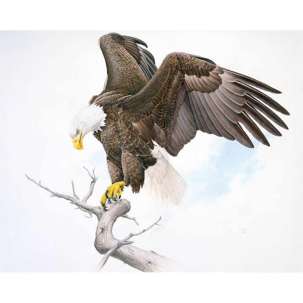 Bald Eagle - Art Print | Artwork by Glen Loates