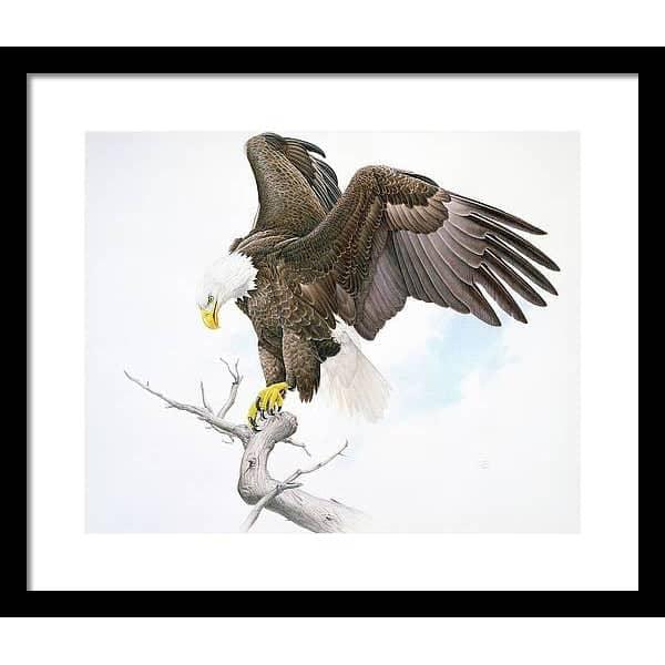 Bald Eagle - Framed Print | Artwork by Glen Loates