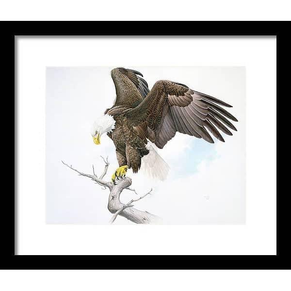 Bald Eagle - Framed Print | Artwork by Glen Loates