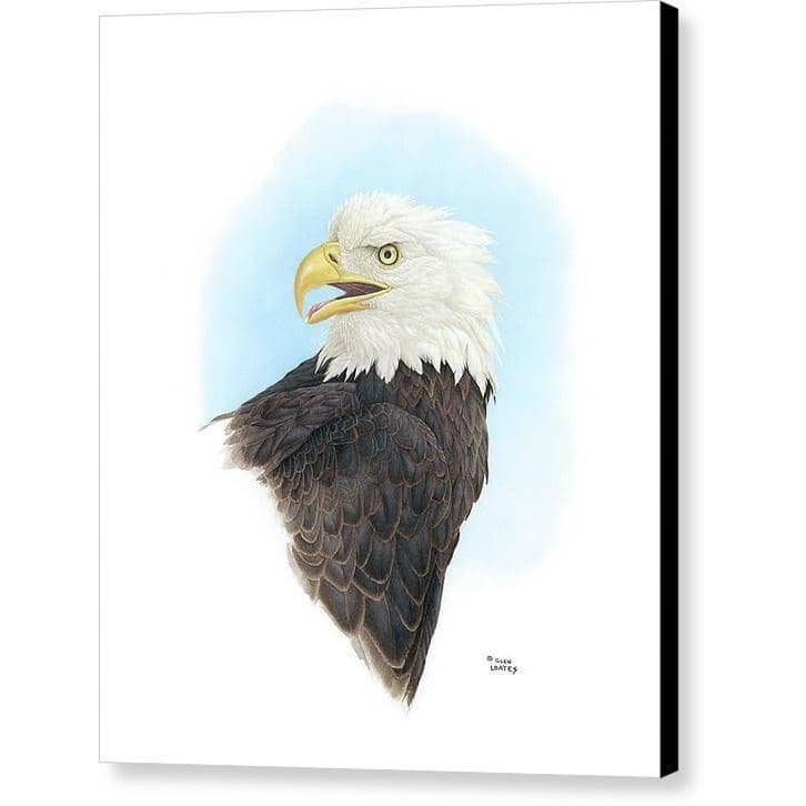 Bald Eagle Head by Glen Loates, gallery canvas with black wrapped edges