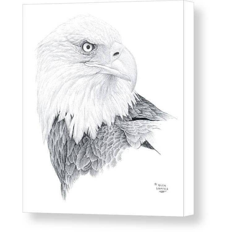 Bald Eagle Portrait - Canvas Print | Artwork by Glen Loates