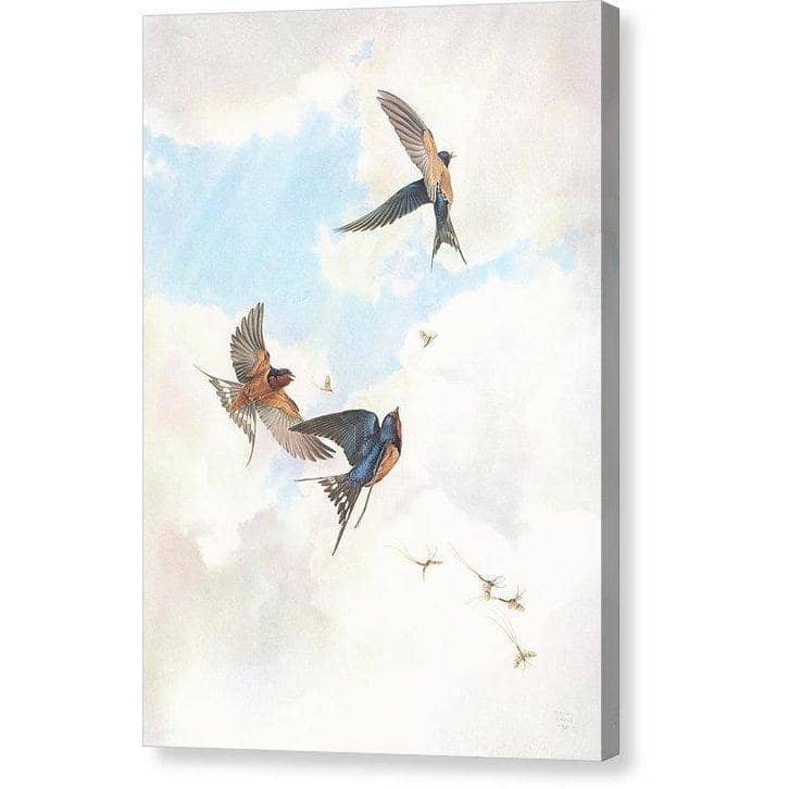 Barn Swallows - Canvas Print | Artwork by Glen Loates