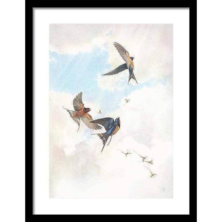Barn Swallows - Framed Print | Artwork by Glen Loates
