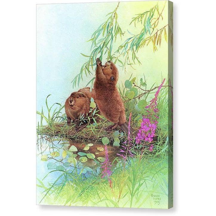 Beavers by Glen Loates, gallery canvas with mirrored wrapped edges