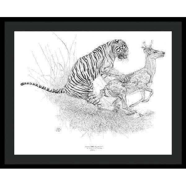 Bengal Tiger Pulling Down a Chital Deer - Framed Print | Artwork by Glen Loates