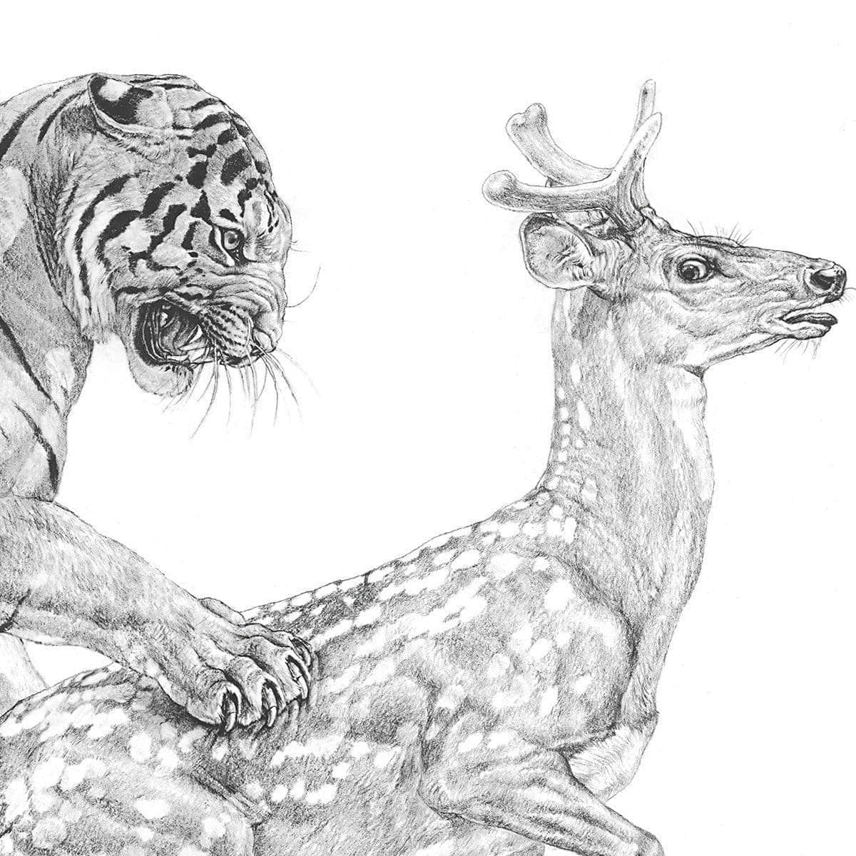 Bengal Tiger Pulling Down a Chital Deer - Framed Print | Artwork by Glen Loates