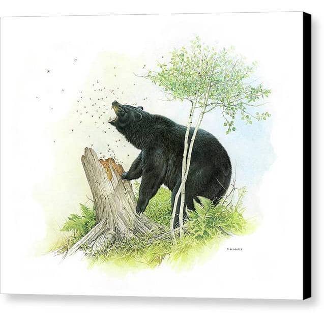 Black Bear and Honey Bees - Canvas Print | Artwork by Glen Loates
