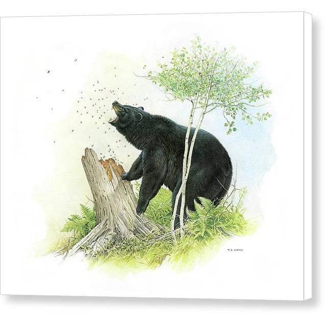 Black Bear and Honey Bees - Canvas Print | Artwork by Glen Loates