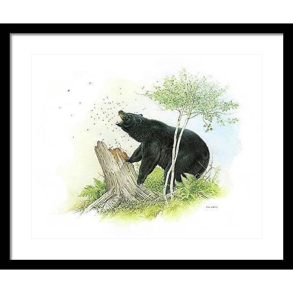Black Bear and Honey Bees - Framed Print | Artwork by Glen Loates