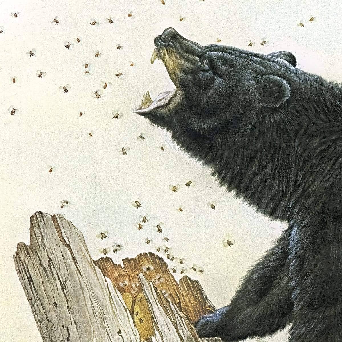 Black Bear and Honey Bees - Framed Print | Artwork by Glen Loates