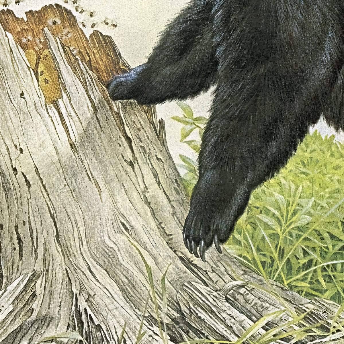 Black Bear and Honey Bees - Framed Print | Artwork by Glen Loates